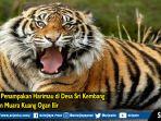 kronologi-penampakan-harimau-di-desa.jpg