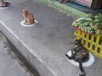 kucing-jaga-jarak.jpg