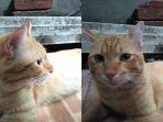 kucing-kuning-1.jpg