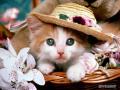 kucing-lucu.jpg