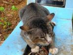kucing1_20160910_055403.jpg