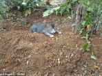kucing_20161125_091115.jpg