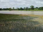 lahan-sawah-petani-yang-terendam-air.jpg