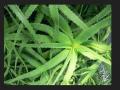 lidah-buaya-aloe-vera.jpg