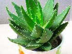 lidah-buaya-mini_20180326_141341.jpg