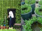 manfaatkan-lahan-sempit-di-rumah-untuk-berkebun.jpg