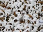 mealworm_20151118_180950.jpg