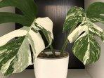 monstera.jpg