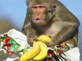 monyet-diet-pisang.jpg