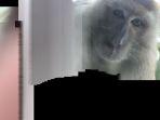 monyet-selfie-menggunakan-smartphone.jpg