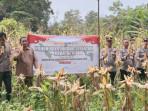 olsek-Lembak-Polres-Muara-Enim-melaksanakan-kegiatan-panen-jagung.jpg