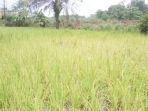 padi-petani-di-pali-diserang-hama.jpg