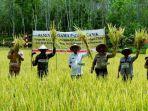 panen-padi-organik-di-jirak-jaya-muba.jpg