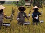 panen-raya-padi-di-kecamatan-talang-ubi-kabupaten-pali.jpg