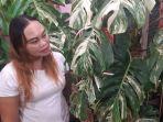 pemilik-monstera-variegata.jpg