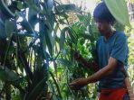 petani-Vanili-di-Desa-Kemu-Induk-Kecamatan-Pulau-Beringin-OKU-Selatan.jpg