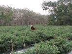 petani-cabai-berjaga-waspada-pencurian.jpg