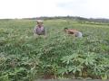 petani-menanam-singkong-racun.jpg