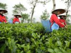 petik-daun-teh_20180524_072729.jpg