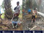 petugas-pemadam-karhutla-di-riau-bertemu-kawanan-harimau-sumatera-hingga-ular-king-cobra.jpg