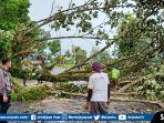 pohon-besar-tumbang-menutup-jalan-lintas-sumatera.jpg