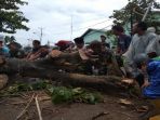 pohon-tumbang_20180407_191613.jpg