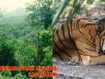 polisi-langsung-lacak-jejak-harimau-di-desa-kerinjing-pagaralam-ungkap-fakta-di-hutan-lindung.jpg