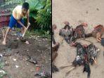 puluhan-ayam-warga-di-prabumulih-mendadak-mati.jpg