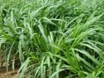 rumput-gajah_20161007_110241.jpg
