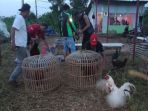 sabung-ayam_20180710_212300.jpg