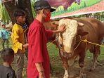 salah-satu-sapi-kurban-ukuran-besar.jpg