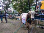 sapi-kurban-dari-joko-widodo.jpg