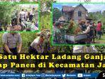 satu-hektar-ladang-ganja-siap-panen.jpg