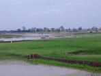 sawah-terendam_20160905_204311.jpg