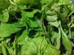 sayuran-bayam-sayur-bayam1.jpg