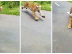 seekor-harimau.jpg