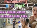 semua-jenis-kucing-ada-di-sini-wahana-baru-palembang-bird-park-manjakan-pecinta-kucing.jpg