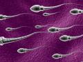 sperma.jpg