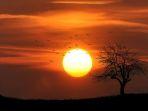 sunset-matahari-terbenam-di-dekat-burung-terbang-dan-pohon.jpg