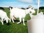 susu-kambing_20180202_143220.jpg
