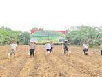 tanam-jagung-SMK.jpg