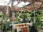 tanaman-ekor-naga-ada-di-cafe-hijaukan-teras.jpg
