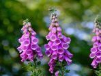 tanaman-foxglove-racun.jpg