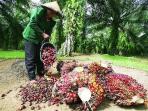 tandan-buah-segar-dari-sawit.jpg
