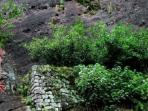 teh-termahal-di-dunia_20160503_074151.jpg