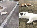 tragis-kucing-dan-anjing-di-china-ini-dilempar-dari-jendela-pemiliknya-takut-tertular-virus-corona.jpg