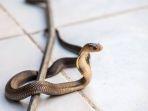 ular-cobra-lubuklinggau.jpg