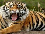 update-teror-harimau-perambahan-hutan-lindung-gunung-dempo-sebab-utama-kemarahan-harimau-sumatera.jpg