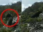 viral-penampakan-kambing-hitam-dengan-tanduk-besar-berlarian-di-gunung-dempo-sumatera-selatan.jpg