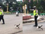 viral-video-polisi-bantu-kucing-menyeberang-jalan-raya.jpg